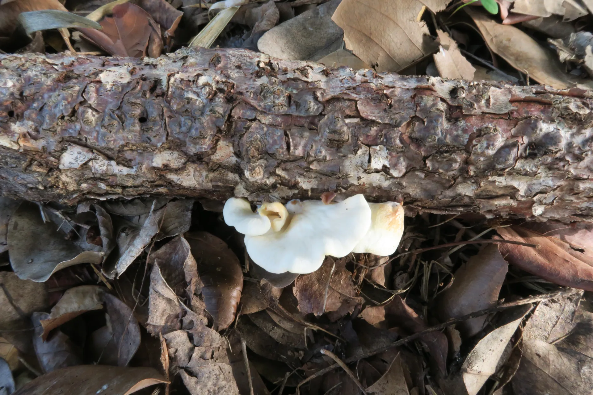Pleurotus pulmonarius - 1 - IMG_0458